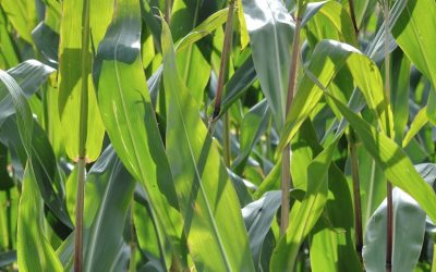 Die schönsten Bilder aus der Landwirtschaft