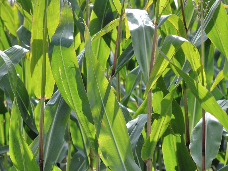 Die schönsten Bilder aus der Landwirtschaft