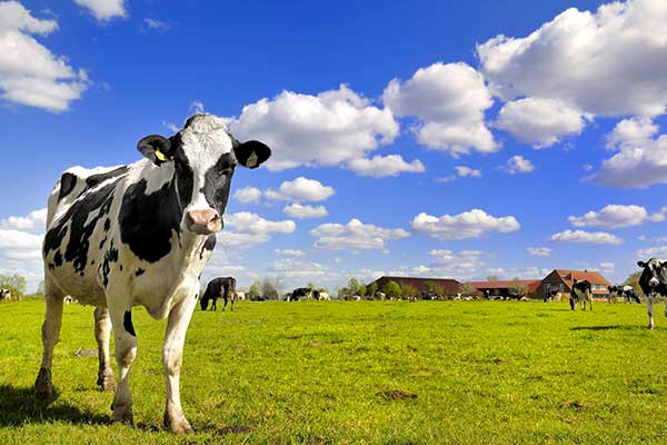 Klimaplattform Milch erfolgreich in Niedersachsen gestartet