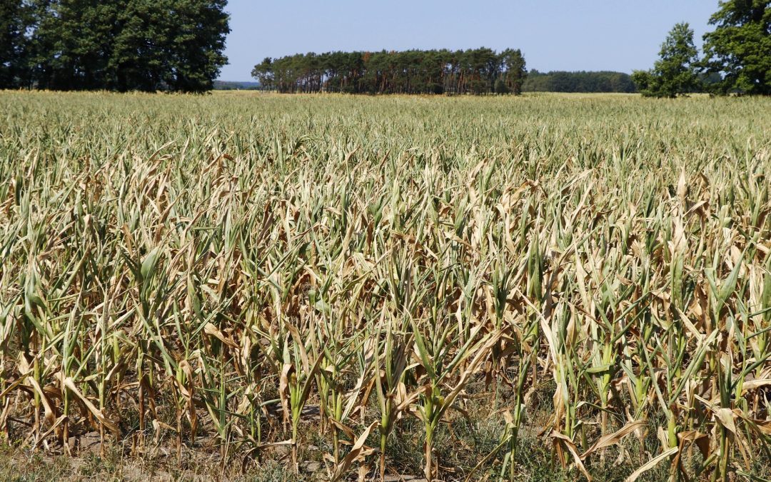 Der Dürre-Sommer lenkt den Blick auf gravierende Strukturunterschiede