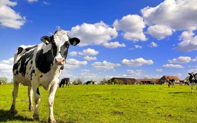 Klimaplattform Milch erfolgreich in Niedersachsen gestartet