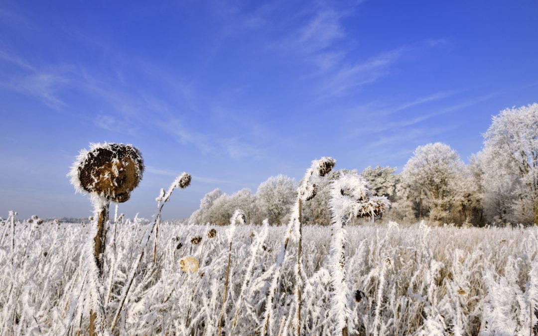 Agrar-Wandkalender 2022: Landwirtschaft prägt Landschaft