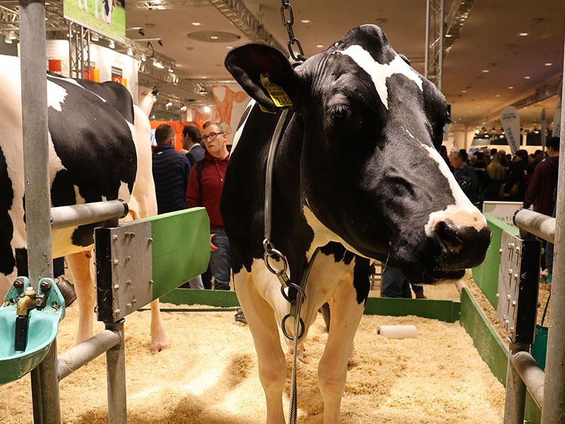 Eine Kuh auf der EuroTier, GMC macht Pressearbeit, PR und Contenterstellung